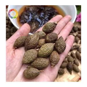 Nuez de Malva de Vietnam a Granel, Nuez de Malva de Tamaño Grande, Proveedor de Semillas de Orangután Scaphium macropodum, Nuez de Malva de Alta Calidad - Product Image 2