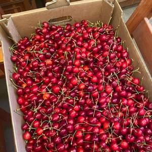 Cerezas Rojas Premium |   Textura Firme y Alto Contenido de Brix (18%+) |   Cosecha Fresca 2026 para Exportación - Product Image 4