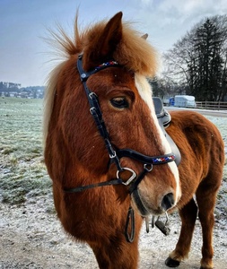 Licol de cheval en cuir véritable noir avec bandeau de nez rembourré et licou de cou accessoires en nylon de style occidental - Product Image 6
