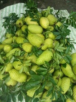 Vers Zuur Sop Fruit Vers Graviola Fruit Uit Vietnam Whatsapp 84 917 476 477