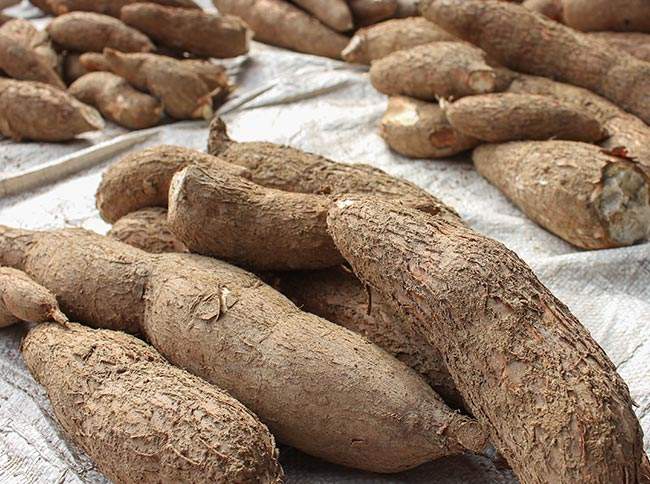 fresh cassava7.jpg