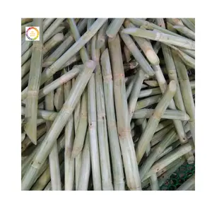 Fresh sugarcane Organic HIGH QUALITY - LOW PRICE Wholesale Fresh Sweet Frozen Sugar Cane made in Vietnam