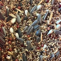 Mélange de graines pour oiseaux bio riches en protéines pour perruches et perroquets - Millet jaune, soutien immunitaire, santé digestive, suppléments naturels