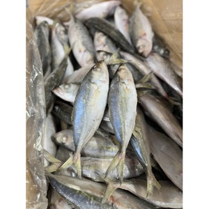 Caballa congelada orgánica sin Fosfato de alta calidad Tamaño completo 4/6 Vida útil de 24 meses IQF Origen de Vietnam Bolsa a granel empaquetada - Product Image 2