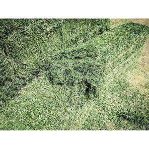 Heno de Alfalfa de Origen Canadiense de Alta Calidad, Grado A, Precio Económico para Caballos, Ganado y Cerdos - Product Image 2