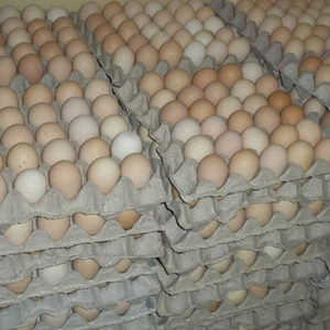Huevos frescos blancos y marrones |   Huevos frescos de gallina de corral en venta - Product Image 6
