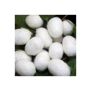 Venta al por mayor nueva cosecha Mulberries Silk Cocoon Factory Precio Directo Organic Soft Silk Cocoon para aplicación de textiles y cosméticos - Product Image 1