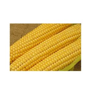 Yellow corn - High Quality Yellow Corn Maize <b>Grains</b> - Product Image 2