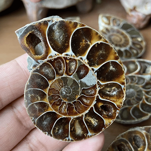 Spécimen brut de fossile d'ammonite naturelle en gros pour collectionneurs décoration de la maison guérison énergétique et affichage Feng Shui - Product Image 6