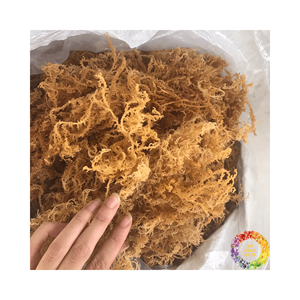 Mousse de mer séchée naturelle, algues de mousse irlandaise dorée pour gel de mousse de mer, Eucheuma Cottonii non salé, emballage en vrac de 25kg - Product Image 5