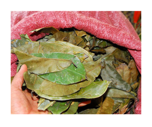 ใบ annona muricata แห้งใบแห้งใบ graviola ใบสำหรับดื่มชา - Product Image 1