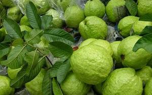 Goyave séchée du Vietnam sans sucre Meilleurs fruits vietnamiens avec exportation Akina - Product Image 4