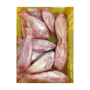 Pescado Tilapia Roja Congelada de Alta Calidad, Ofrecido a Precios Competitivos para Distribuidores y Procesadores de Mariscos - Product Image 3