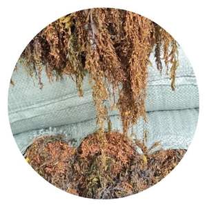 Matière première pour engrais sargasses algues/sargasses séchées pour l'alimentation animale au meilleur prix Mme Lily - Product Image 1