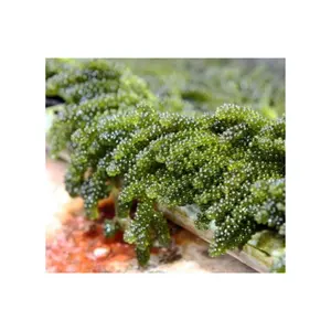 องุ่นทะเลที่มีเส้นใยและวิตามินมากมายสําหรับอาหารอร่อย/องุ่นทะเลเวียดนาม 99GD เพื่อการส่งออก - Product Image 1