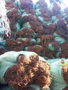 ขายส่งอินทรีย์กลุ่มเวียดนามแห้ง Sargassum สาหร่ายที่มีคุณภาพสูง - Product Image 3