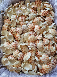 Conchas de cangrejo secas Una fuente natural de calcio y minerales para el ganado y el alimento acuático - Product Image 4