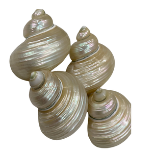 Turbo Burgess Seashells 4-6 cm Paquete a granel, hechos a mano para accesorios DIY Ideal, decoración de bodas y favores de fiesta - Product Image 4