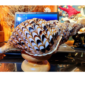 Hermosas conchas marinas de Vietnam para amantes de la artesanía, proyectos de interiores, decoraciones para eventos y accesorios para acuarios con temática costera - Product Image 2