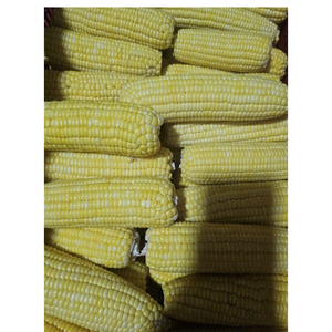 MAÍZ DULCE ENTERO IQF NATURAL GOLD DATA CON LOGO PERSONALIZADO, MEJOR PRECIO A PARTIR DE 99, CONGELADO/AL VAPOR, GRANOS DE MAÍZ DULCE EN PAQUETES DE 1KG/500G - Product Image 4