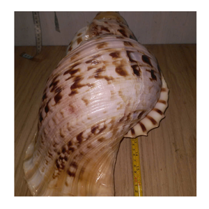 Shell Craft Material Trumpet Triton Shell de 99 Gold Data Vietnam pour le style de la maison et la décoration océanique - Product Image 3