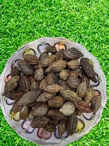 Terminalia chebula chebulic myrobalan (Harad) ผลิตภัณฑ์ทางการเกษตร sphdk agrosphere 2ปีแห้งเก็บรักษา - Product Image 4