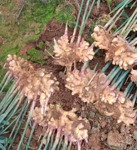 Jengibre joven orgánico de alta calidad, fresco, listo para exportar, venta al por mayor, precio barato, nueva cosecha, amarillo dorado - Product Image 5