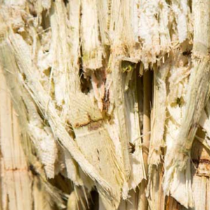 Polvo de bagazo ecológico para fabricación/Polvo de bagazo natural para uso industrial/Sra. Jessi - Product Image 5