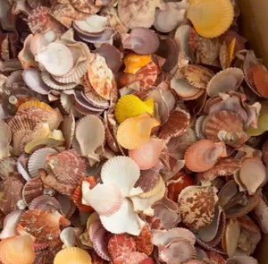 Conchas de vieira naturales para cocina gourmet | Grueso, seguro y de acero inoxidable, acabado seguro para Alimentos | Decoración única para el hogar, Fiesta en la playa - Product Image 4