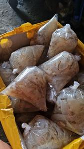 แมงกะพรุนเค็มแห้งแบบดั้งเดิมการแปรรูปอาหารที่ดีที่สุดสำหรับฤดูร้อน - Product Image 2