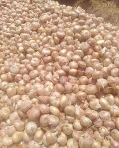 Oignon rouge jaune frais, légumes frais - Product Image 1