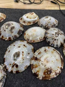 Cellana limpet เปลือกหอยเคลือบธรรมชาติ - Product Image 3