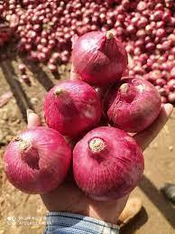 Mới Thu Hoạch Tươi Trung Quốc Hành Tây Tím/Đỏ/Vàng Hành Tây Hành Tây Tươi Lai Hành Tây Hạt Giống - Product Image 4