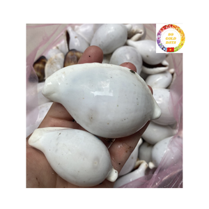 Coquillages de cauri originaux pour bricolage bijoux artisanat décoration maison événements de plage directement du Vietnam - Product Image 3