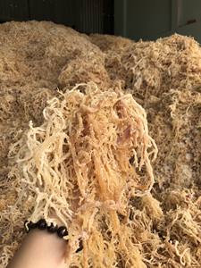 Alga Marina Eucheuma Cottonnii seca y limpia/musgo marino irlandés seco salvaje de alta calidad para ensalada Seamoss - Product Image 3