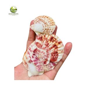 Conchas de Vieira Naturales Coloridas al por Mayor, Pulimentadas y Ecológicas para Manualidades, Decoración del Hogar y Bodas - Product Image 4