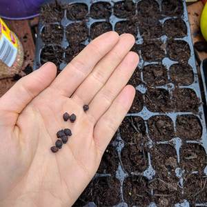 100 pezzi semi di giardino biologico Villa ligustro edera semi regalo