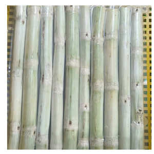 Palitos de caña de azúcar congelados de alta calidad sabor dulce natural de Vietnam listo para masticar bocadillo saludable para exportación OEM disponible - Product Image 4
