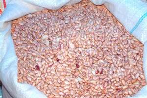 New Crop Light Frijoles de riñón Frijoles de azúcar Frijoles Pintos a la venta Alta calidad Forma larga Calidad Rojo oscuro, Marrón, Frijoles de azúcar - Product Image 6