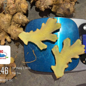 Vietnam <b>Fresh</b> <b>Ginger</b> Farm Direct High Quality Strong Flavor Wholesale Export - Product Image 3