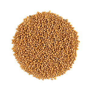 Semillas de mostaza ofrecidas a precio de descuento para el procesamiento de alimentos y la extracción de aceite - Product Image 3