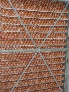 Œufs à couver fécondés Cobb 500 & Ross 308, œufs fertiles frais pour poulets de chair, durée de conservation de 6 mois, origine Royaume-Uni - Product Image 6