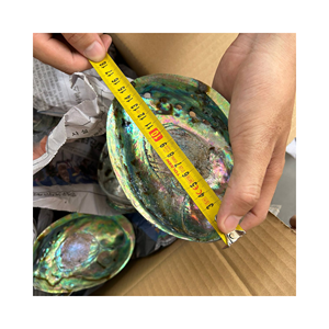 เปลือกหอยเป๋าฮื้อที่สวยงามสำหรับงานหัตถกรรมเครื่องประดับช่างฝีมือ - Product Image 4