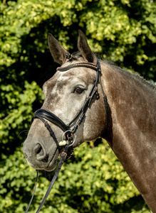 Bride de cheval en cuir véritable ROSE'' BLACK, SWEDISH NOSEBAND - Product Image 2