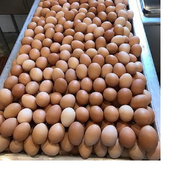 Uova di gallina uova di struzzo, uova di gallina, uova di tacchino uova da tavola fresche marroni e bianche