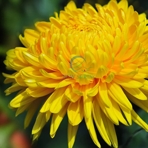 Premium Vietnamese Dried Chrysanthemum <b>Flowers</b> - Natural Floral Tea Ingredient - Product Image 2