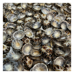 OFERTA ESPECIAL - Concha de limpias marinas natural, cuidadosamente seleccionada para decoración artesanal, decoración de interiores y uso decorativo a largo plazo - Product Image 1