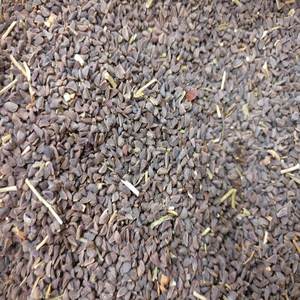 Peganum harmala | Source écologique | Herbe nettoyante traditionnelle - Product Image 4