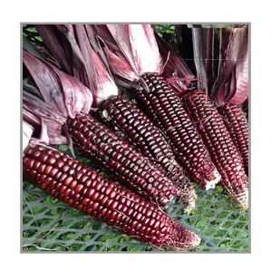 Online Buy / Order Top Quality Attractive Price Standard Quality Natural Organic Red Maize Corn Supplier Bulk With Best Quality