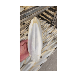 Os de seiche naturel pour oiseaux de compagnie perroquet jouet à mâcher en calcium sous-produit de fruits de mer séchés os de mollusque du Vietnam vente en gros - Product Image 1